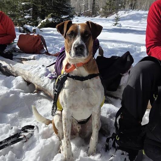 Cooper, a Adoptable mixed breed in Durango, CO image 2/6
