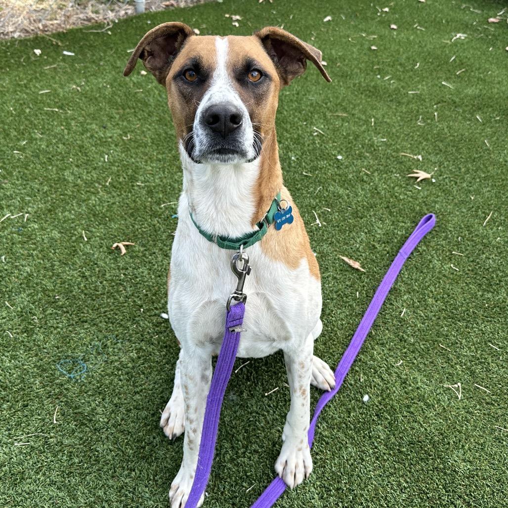 Enlarge Cooper, a Adoptable mixed breed in Durango, CO image 2/6