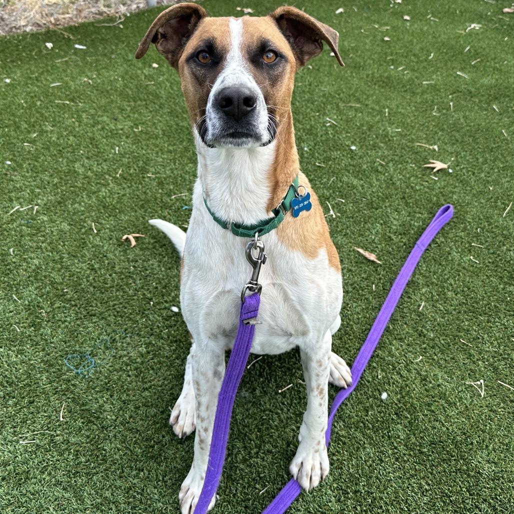 Enlarge Cooper, a Adoptable mixed breed in Durango, CO image 4/6