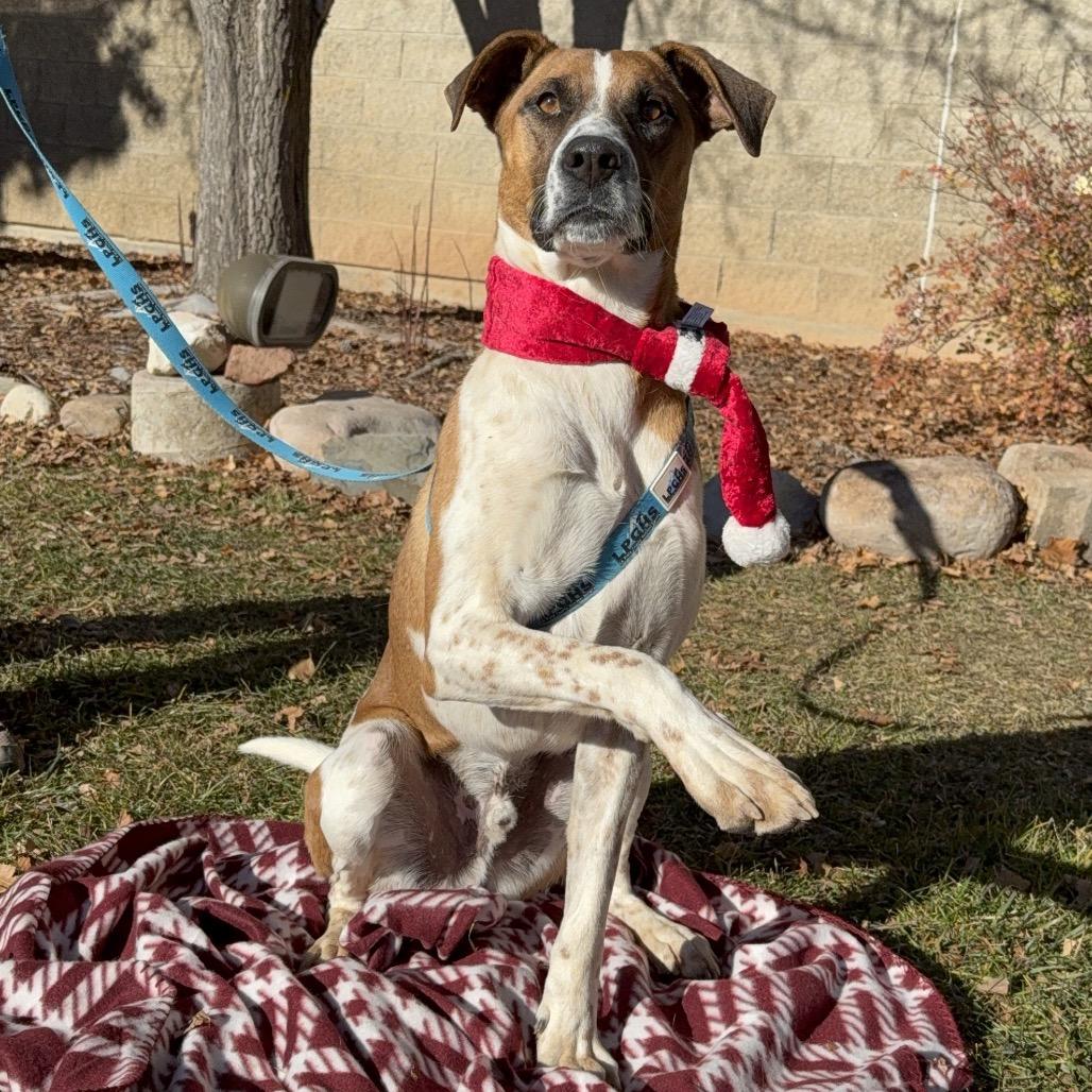 Enlarge Cooper, a Adoptable mixed breed in Durango, CO image 4/6