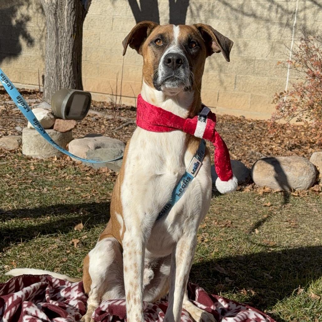 Enlarge Cooper, a Adoptable mixed breed in Durango, CO image 5/6