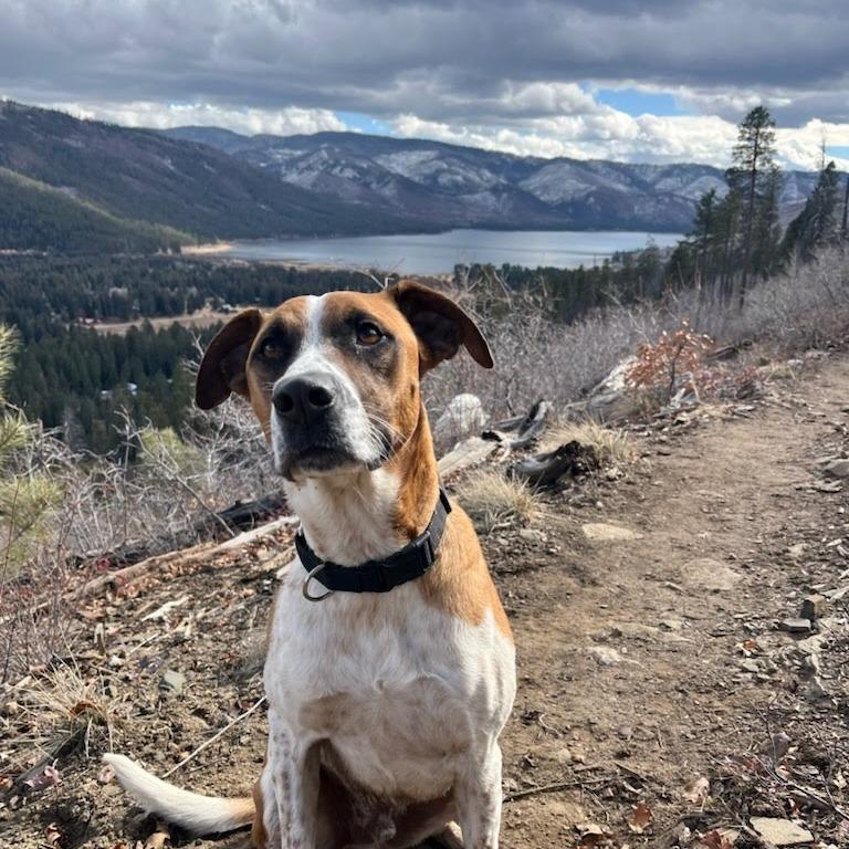 Cooper, a Adoptable mixed breed in Durango, CO image 5/6