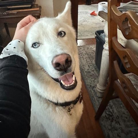 Sergei, Adoptable, Adult Male Husky.