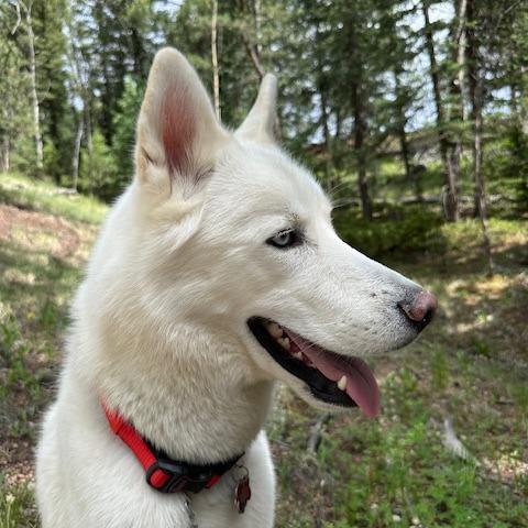 Enlarge Sergei, a Adoptable mixed breed in Colorado Springs, CO image 2/6