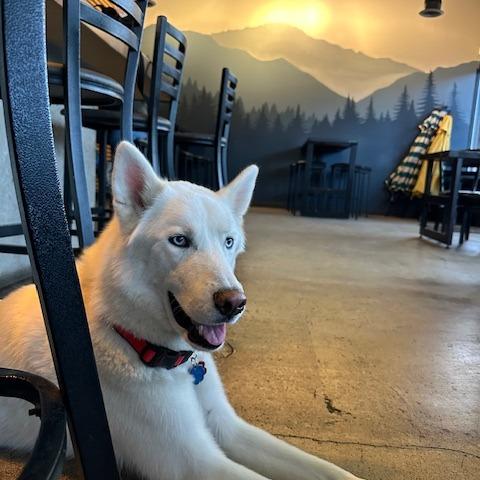 Enlarge Sergei, a Adoptable mixed breed in Colorado Springs, CO image 6/6