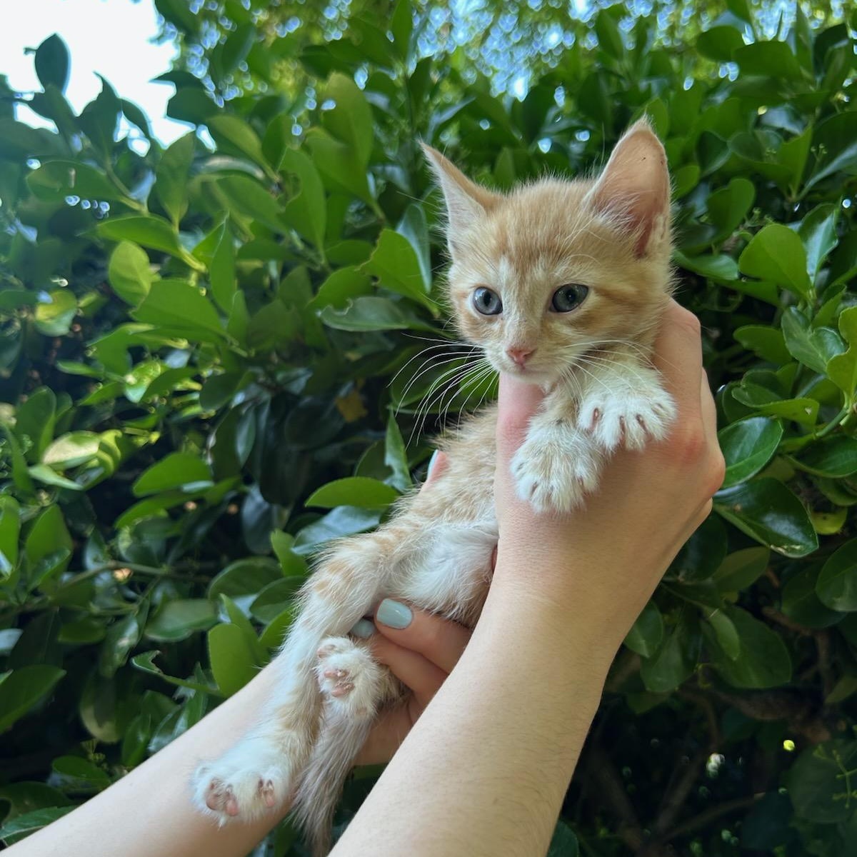 Bellini, Adoptable, Kitten Male Domestic Short Hair.