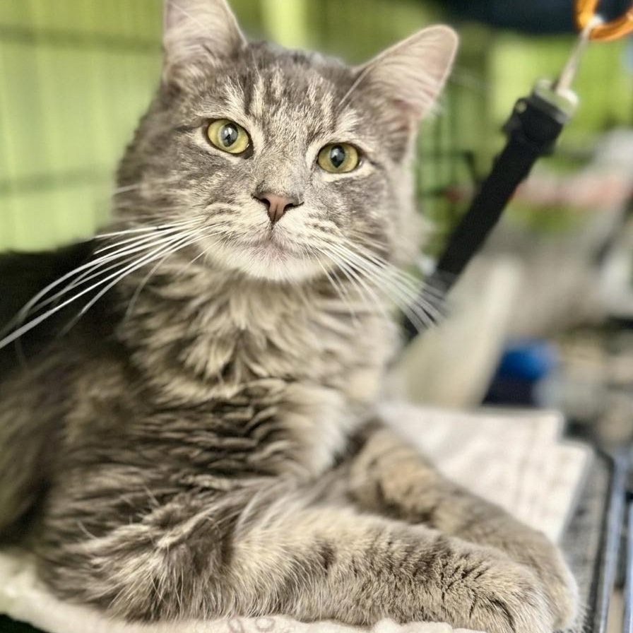 Hunter , ADOPTABLE, Adult Male Domestic Long Hair.