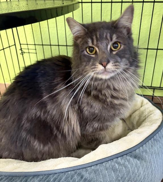 Enlarge Hunter , a ADOPTABLE Domestic Long Hair in Jackson, CA image 2/2