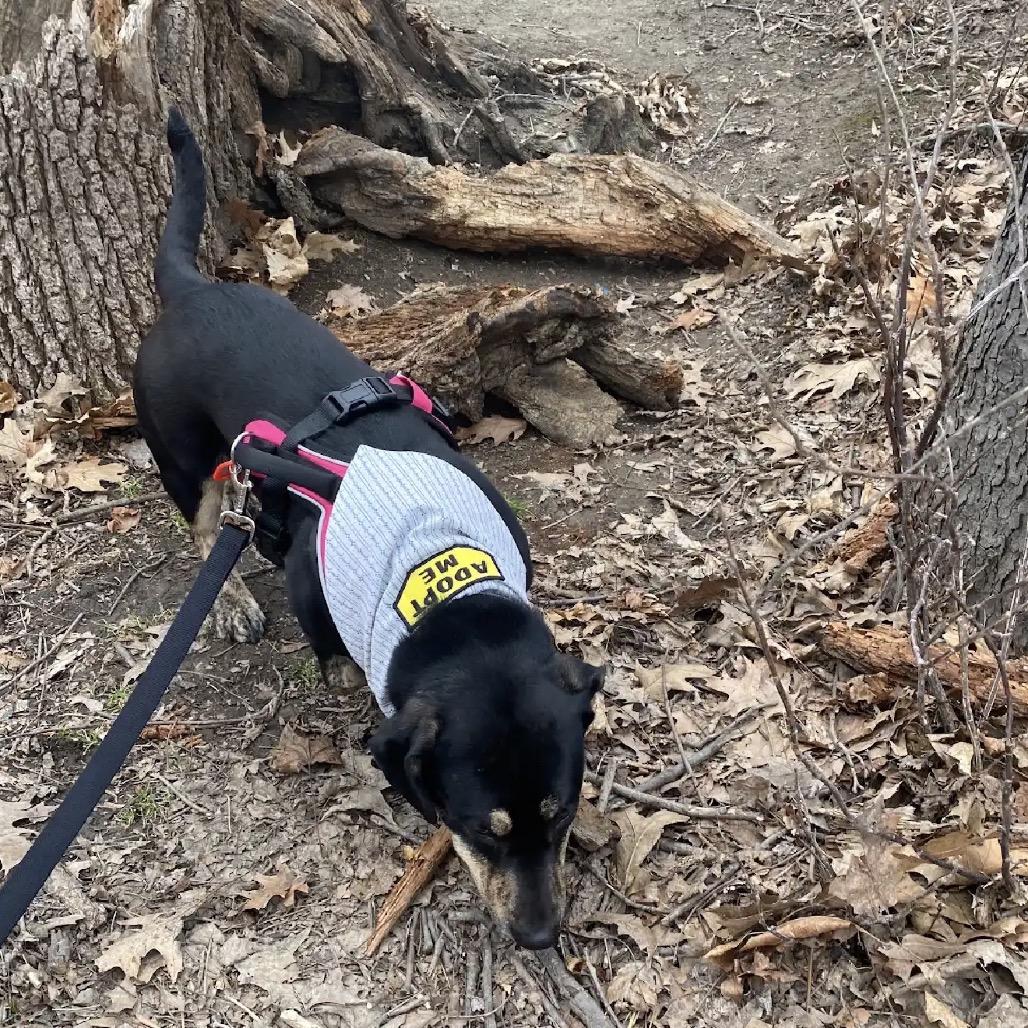 Sissy — thumbnail 3