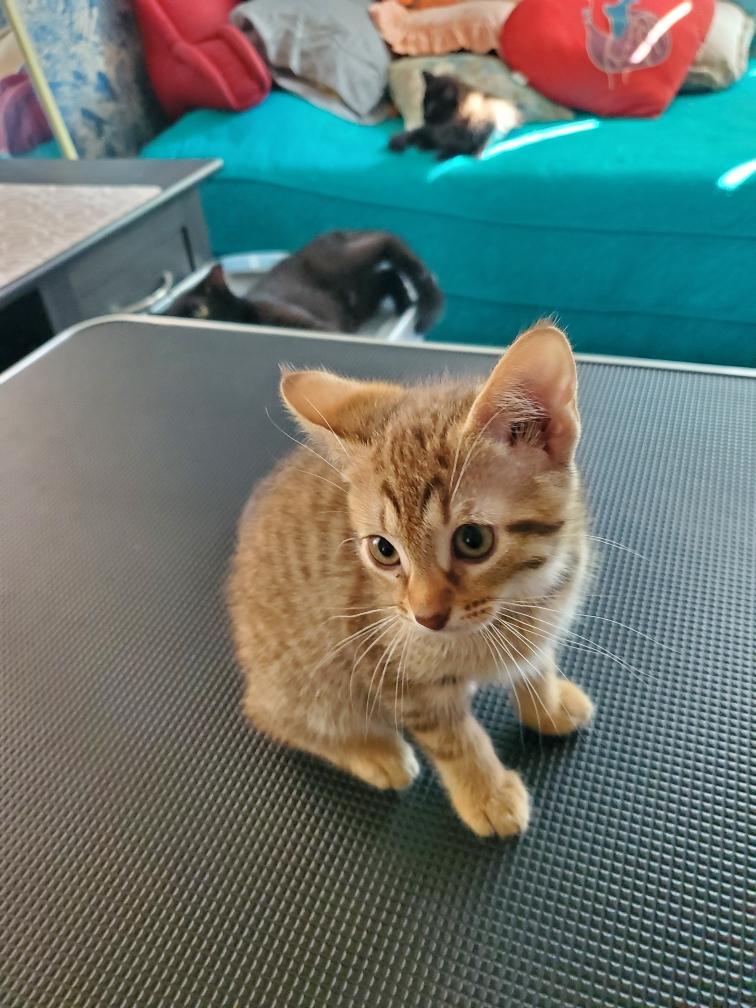 Enlarge Topaz, a ADOPTABLE Domestic Short Hair in Easley, SC image 1/2