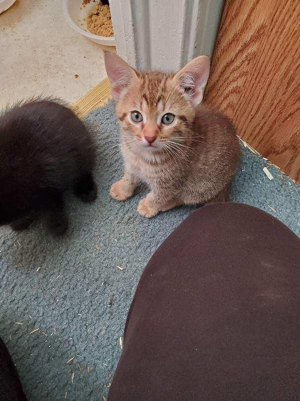 Enlarge Topaz, a ADOPTABLE Domestic Short Hair in Easley, SC image 2/2