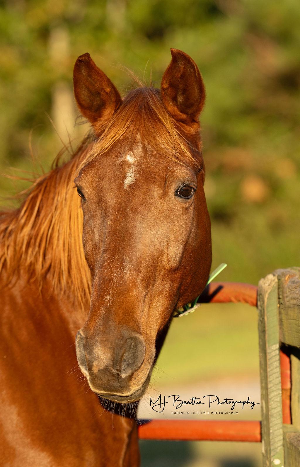 Enlarge Scarlett, an adopted Tennessee Walker in Aiken, SC image 3/3