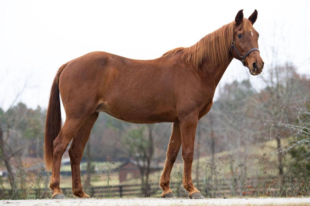 Scarlett, a Adoptable Tennessee Walker in Aiken, SC image 2/2
