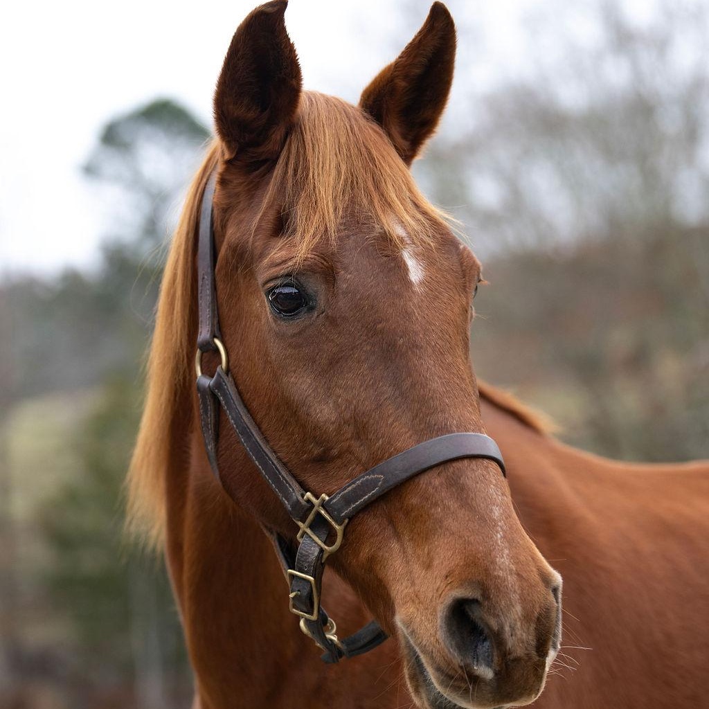 Scarlett, Adoptable, Senior Female Tennessee Walker.