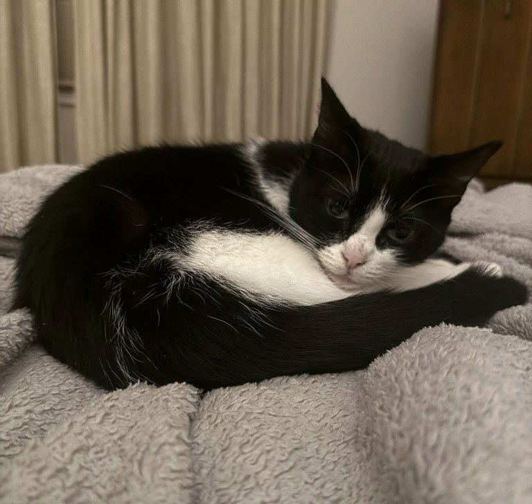 Aurora, Adoptable, Adult Female Domestic Short Hair & Tuxedo.