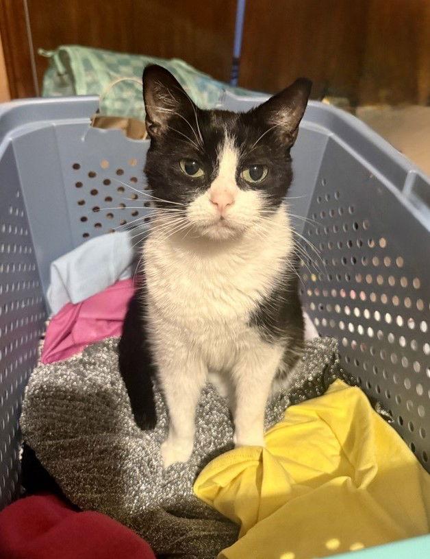 Enlarge Aurora, a Adoptable mixed breed in Traverse City, MI image 2/3