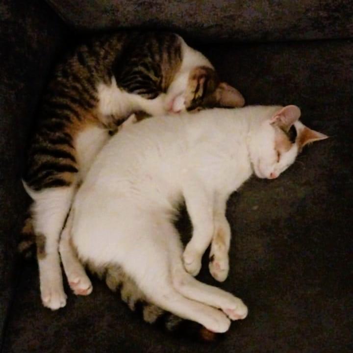 Enlarge Sandy and Tommy (both blind) foster urgently needed, a Adoptable mixed breed in Mississauga, ON image 1/6
