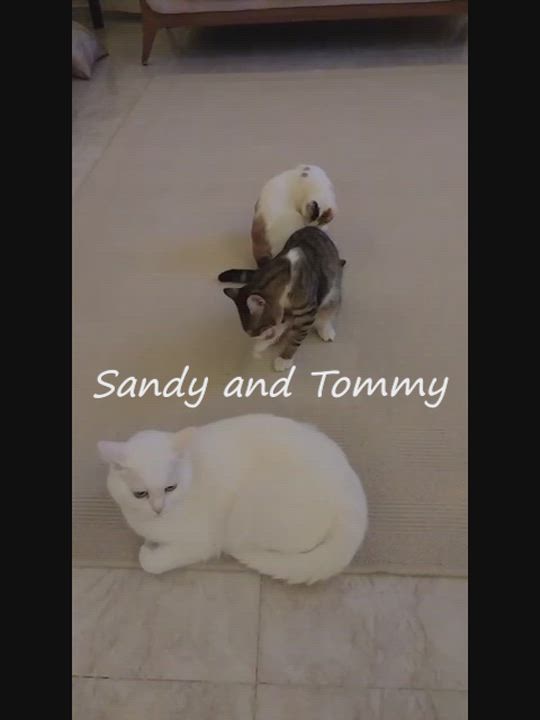 Enlarge Sandy and Tommy (both blind) foster urgently needed, a Adoptable mixed breed in Mississauga, ON video 2/6