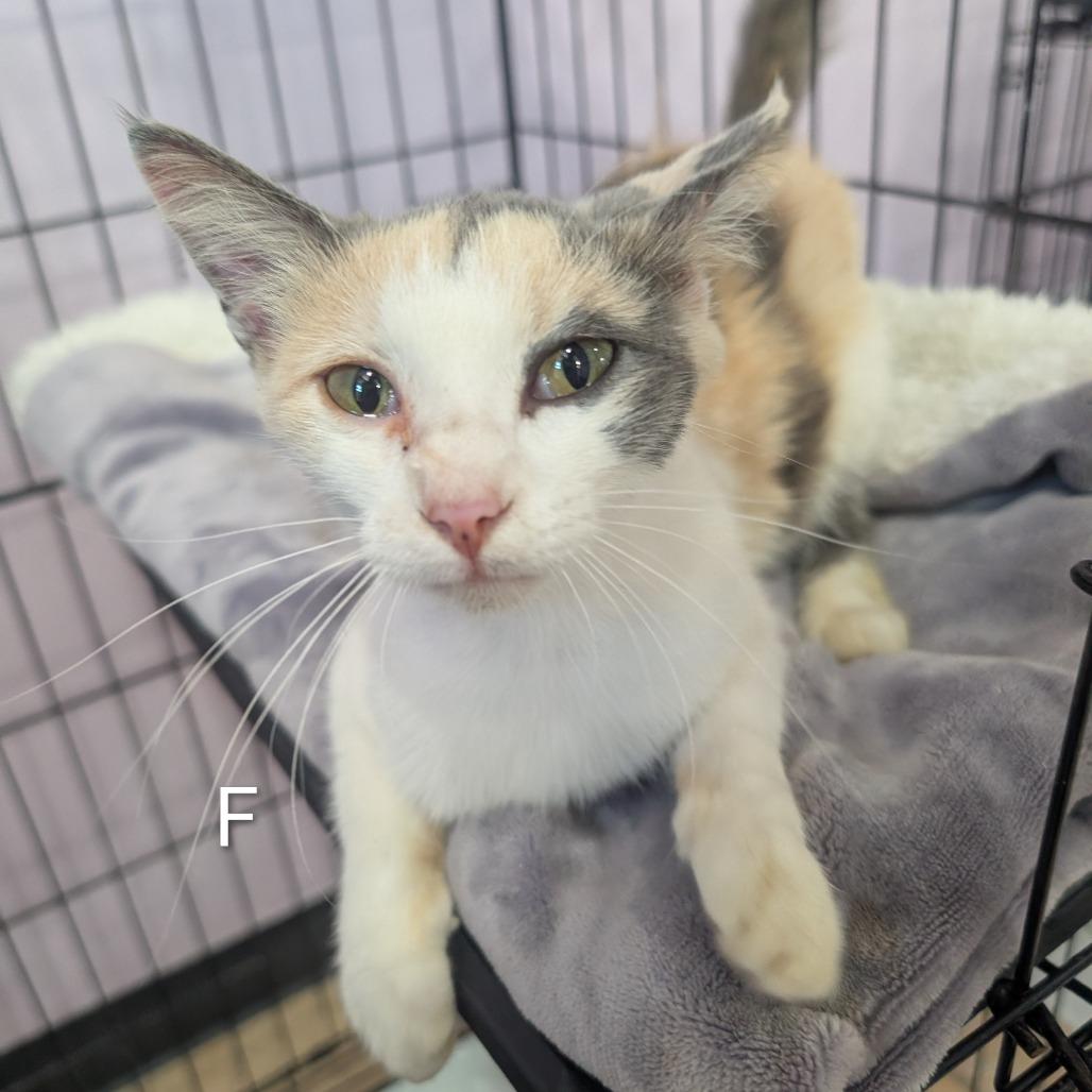 Enlarge Millie, a Adoptable Domestic Short Hair in West Plains, MO image 1/1