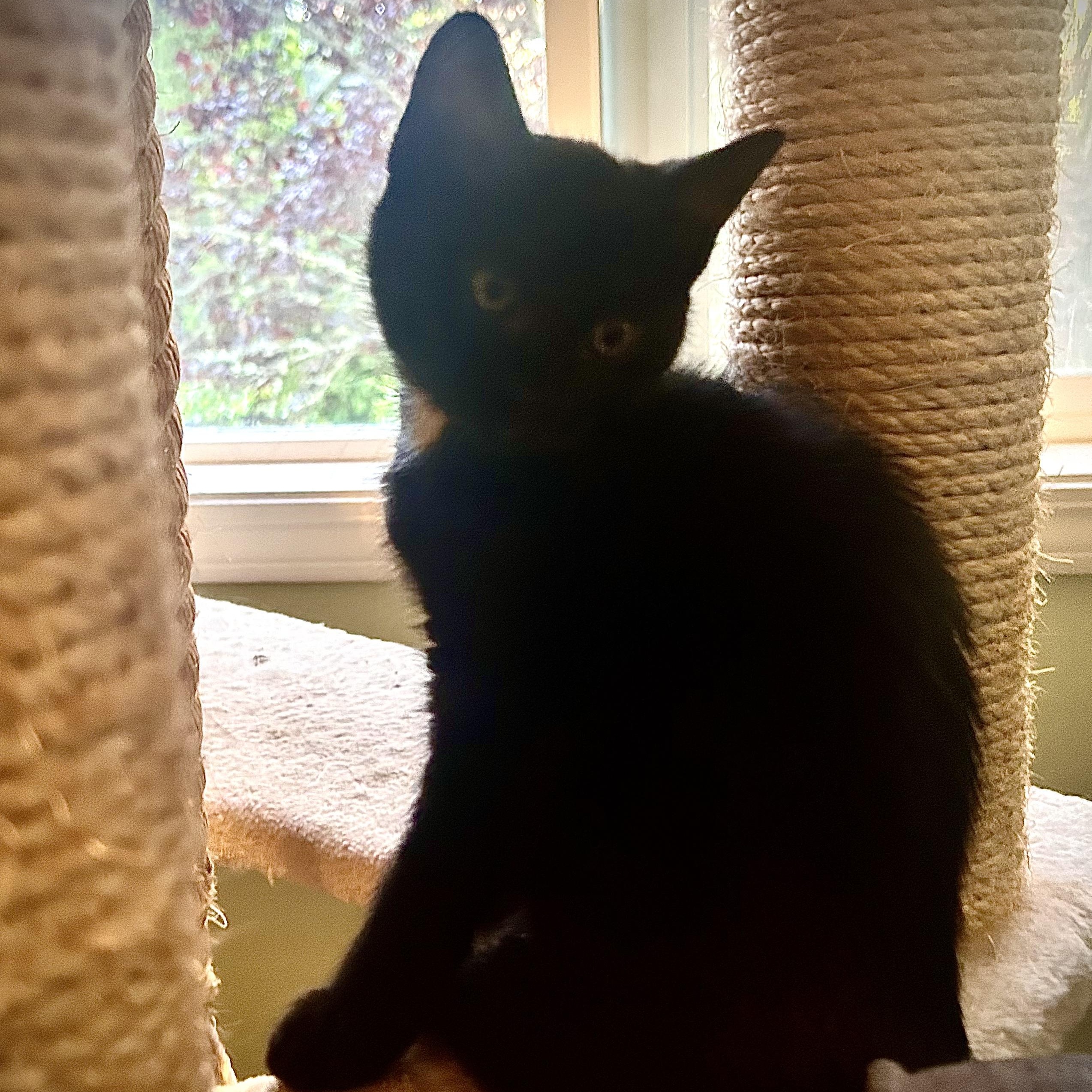 Enlarge Damein, an adopted Domestic Short Hair in Portland, OR image 2/6