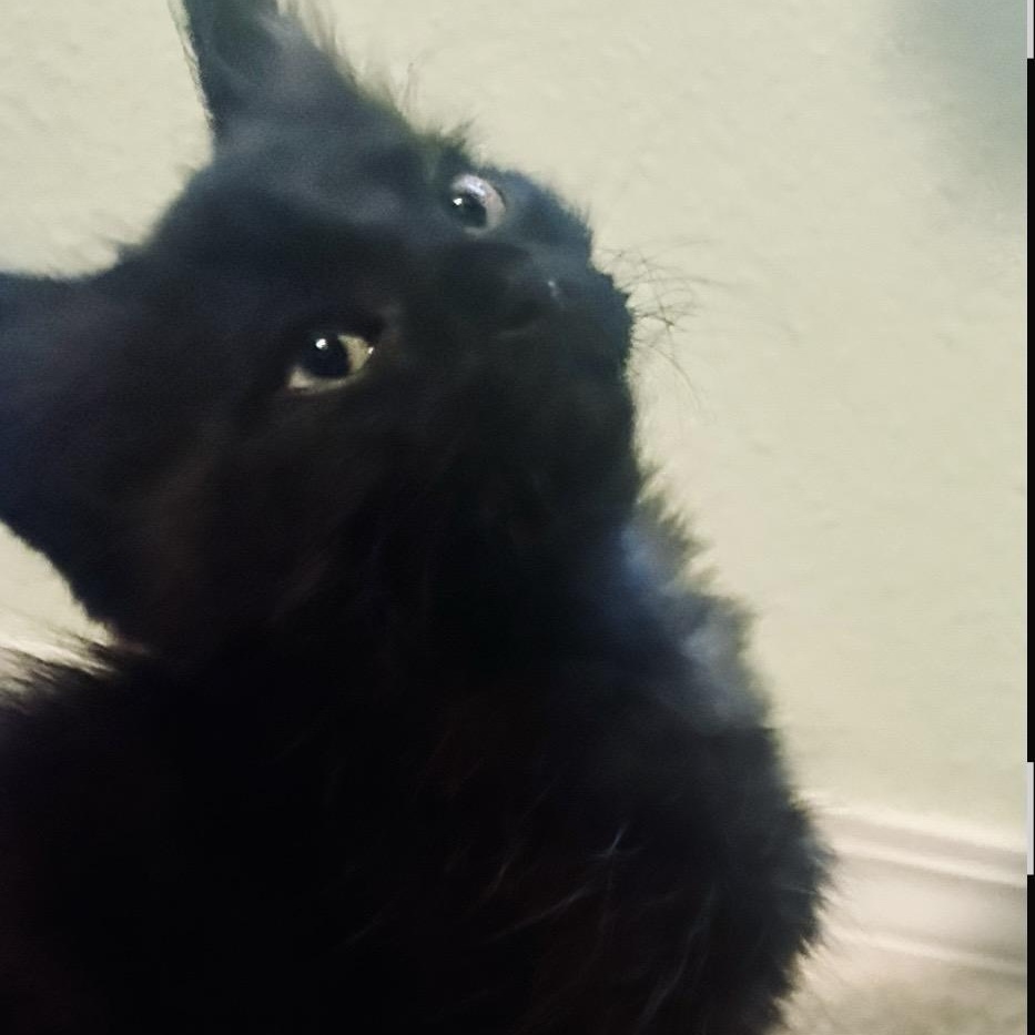 Enlarge Damein, an adopted Domestic Short Hair in Portland, OR image 4/6