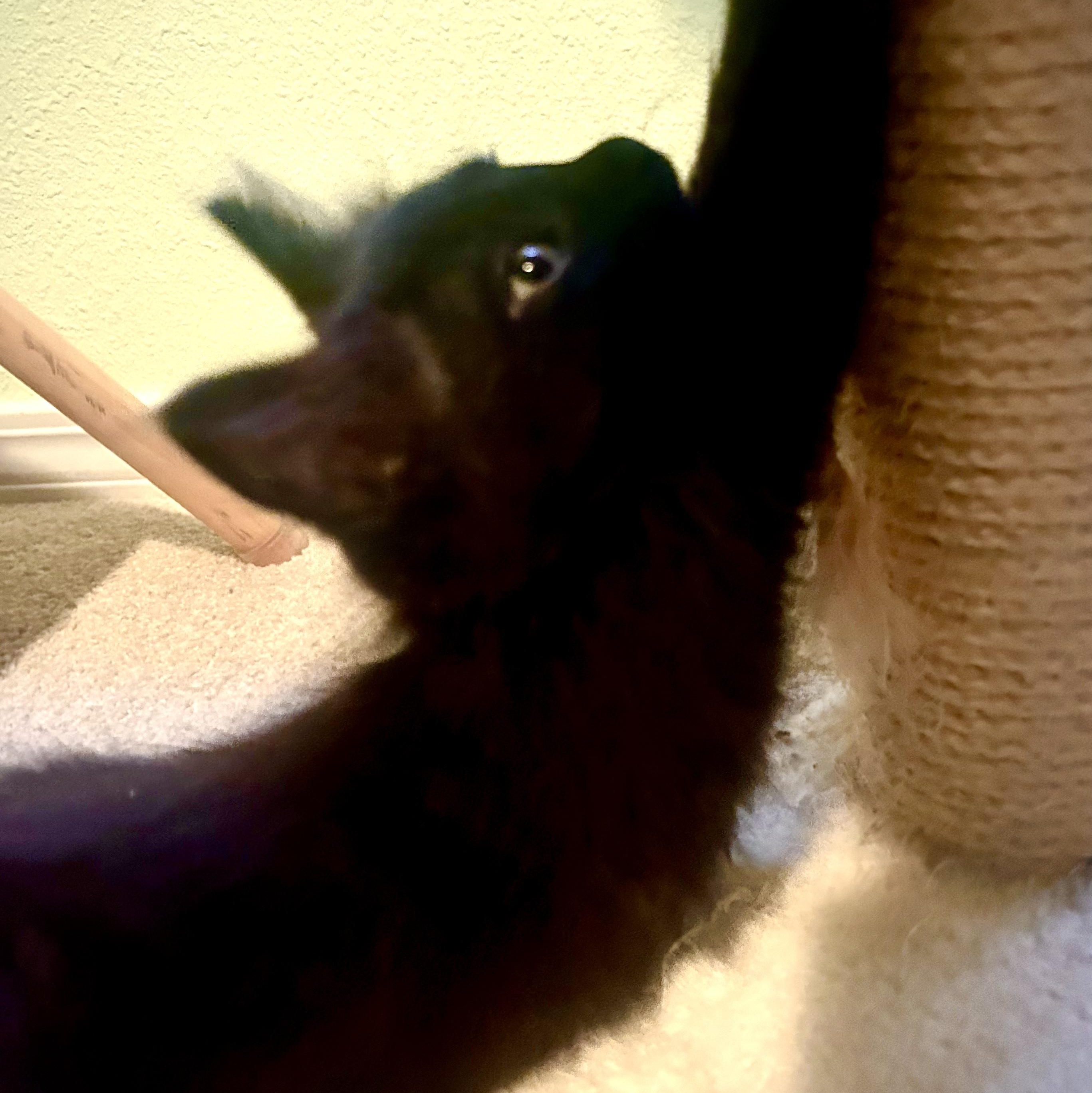 Enlarge Damein, an adopted Domestic Short Hair in Portland, OR image 5/6