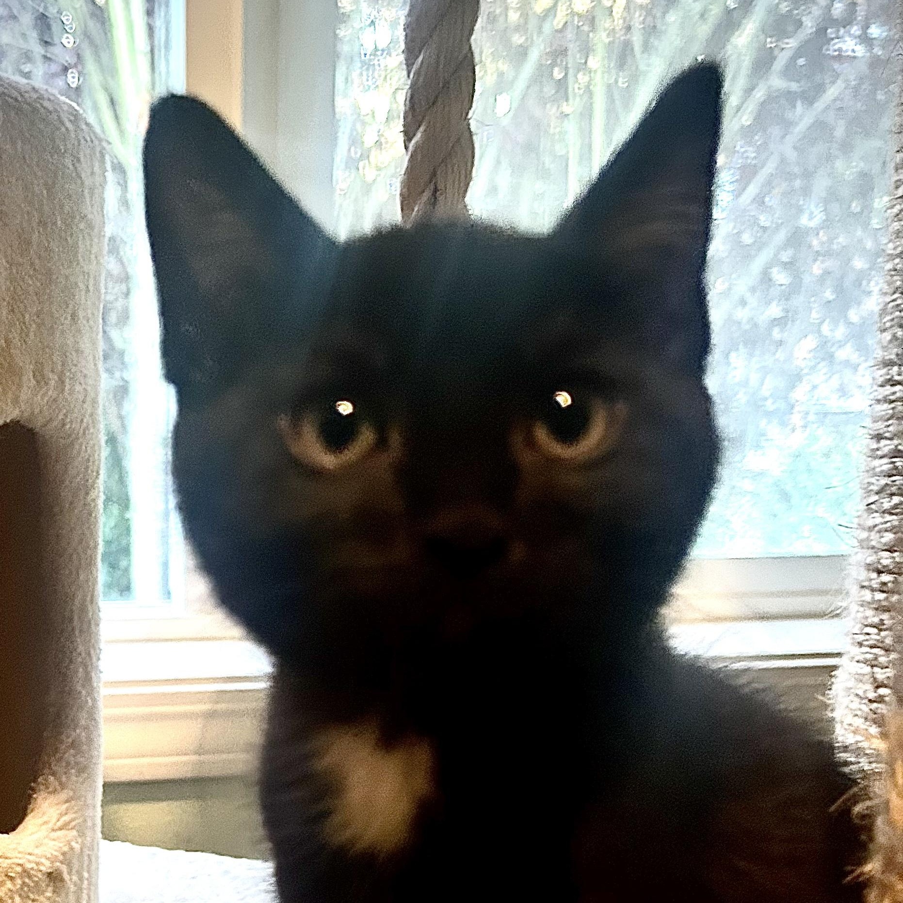 Enlarge Damein, an adopted Domestic Short Hair in Portland, OR image 1/6