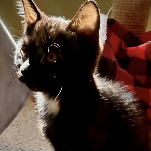 Enlarge Damein, an adopted Domestic Short Hair in Portland, OR image 6/6