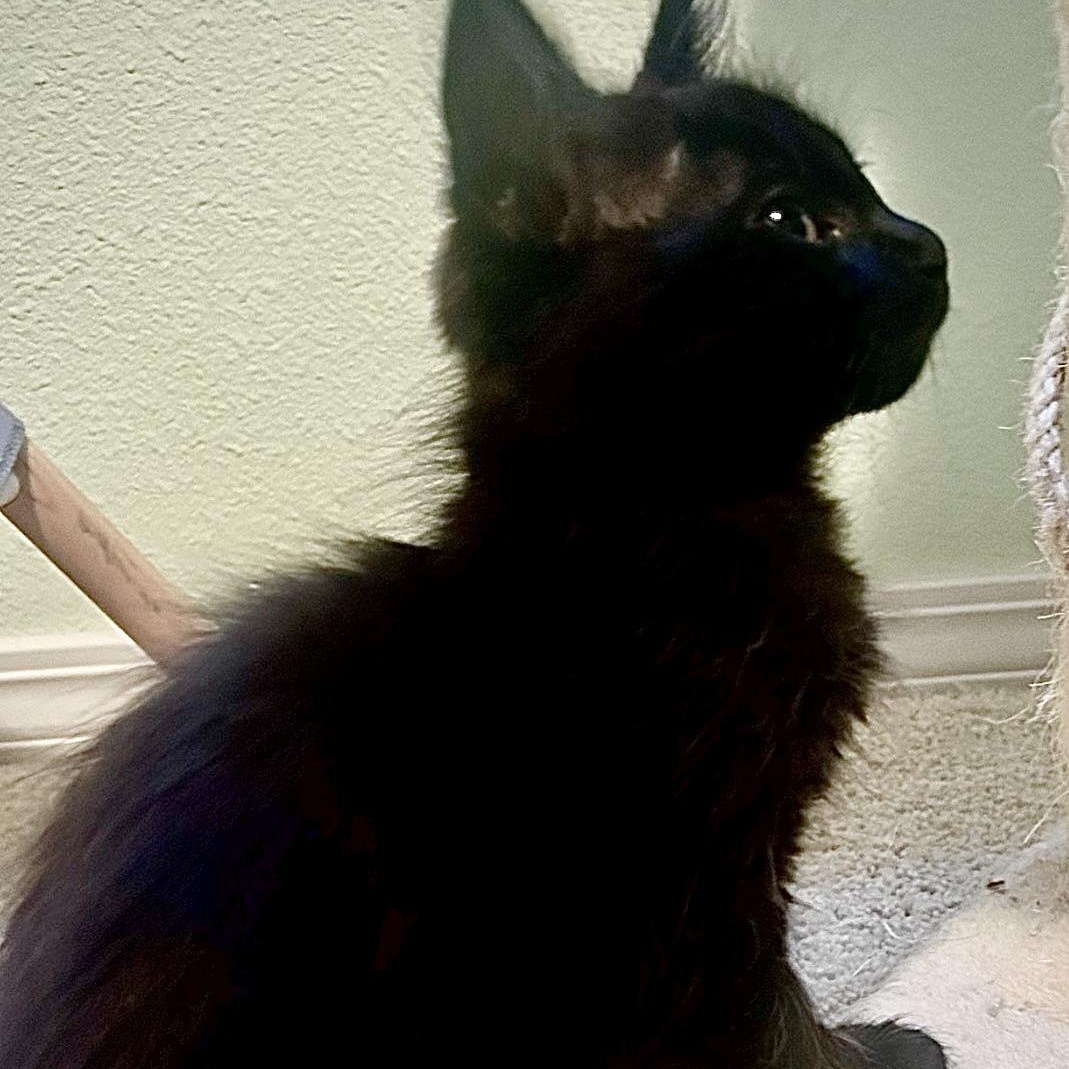 Enlarge Damein, an adopted Domestic Short Hair in Portland, OR image 3/6