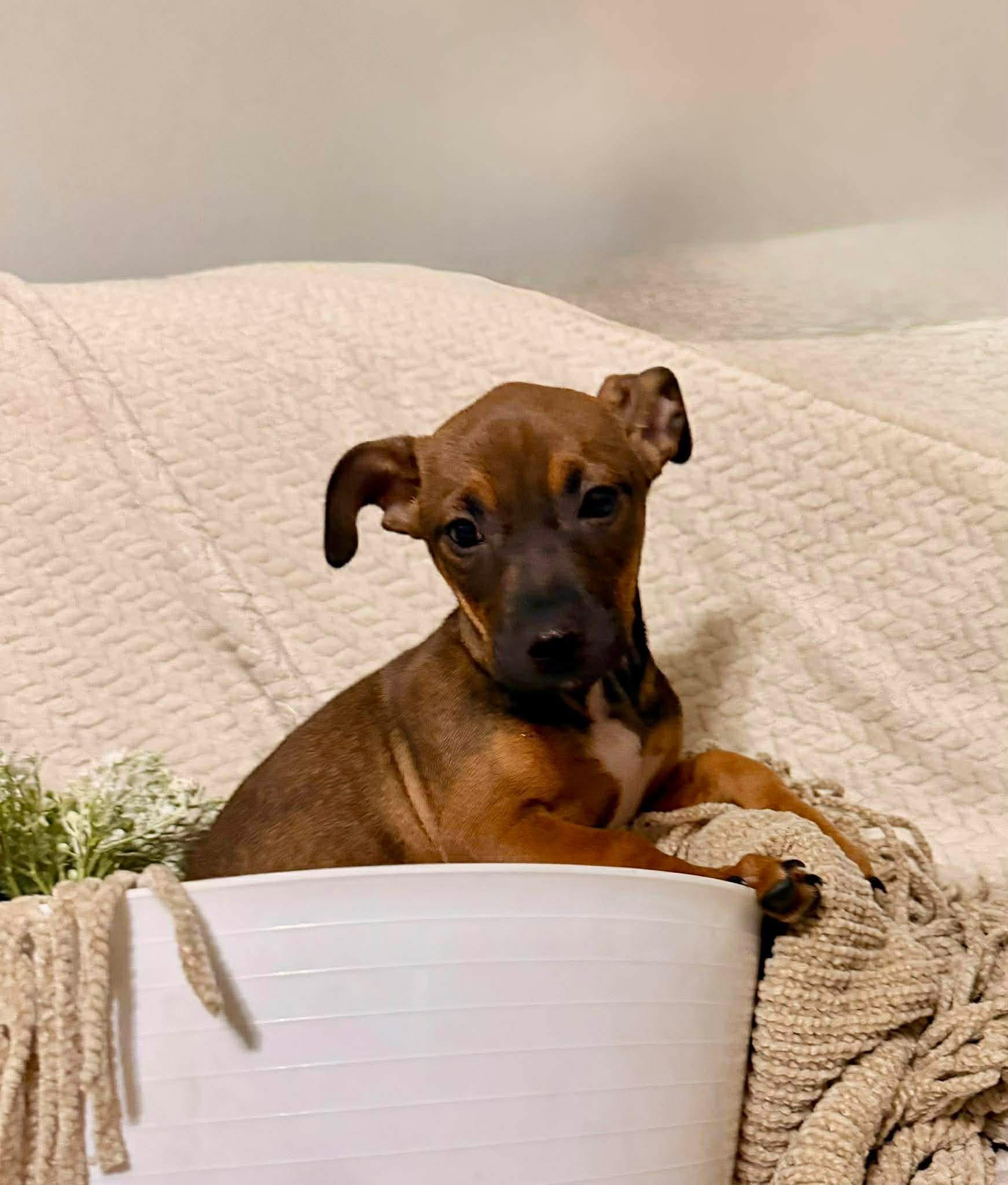Enlarge Lindsey, a ADOPTABLE mixed breed in Sugar Grove, IL image 1/1