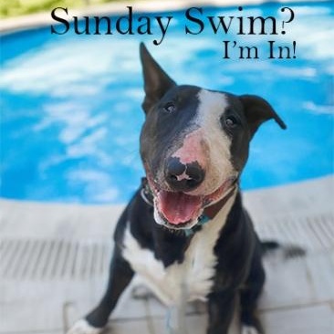 Enlarge Sterling, a Adoptable Bull Terrier in Palm Desert, CA image 1/1