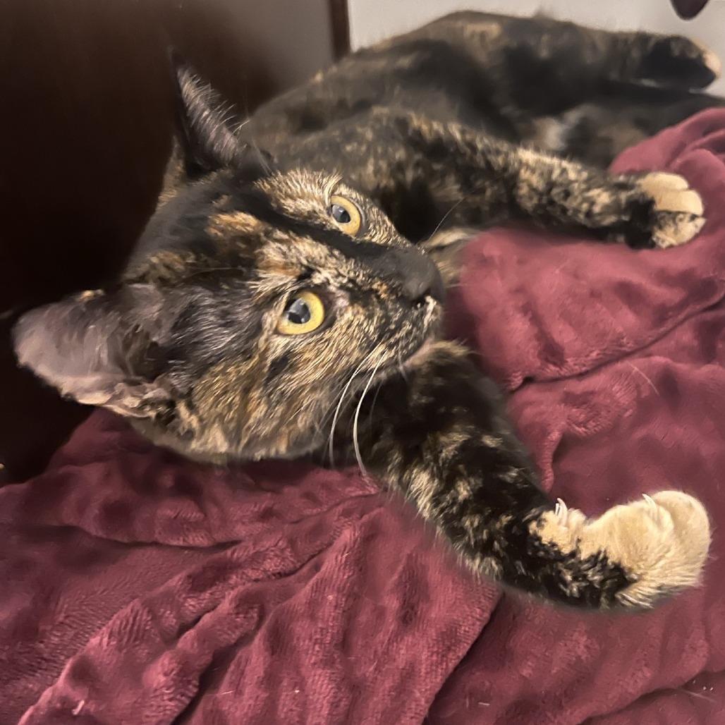 Honeysuckle, Adoptable, Young Female Domestic Short Hair.