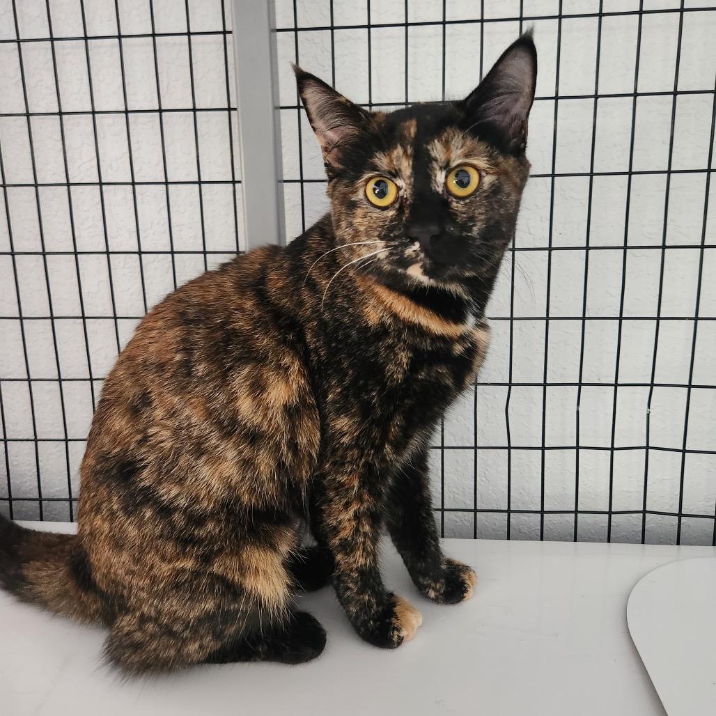 Enlarge Honeysuckle, a Adoptable Domestic Short Hair in Talent, OR image 2/4