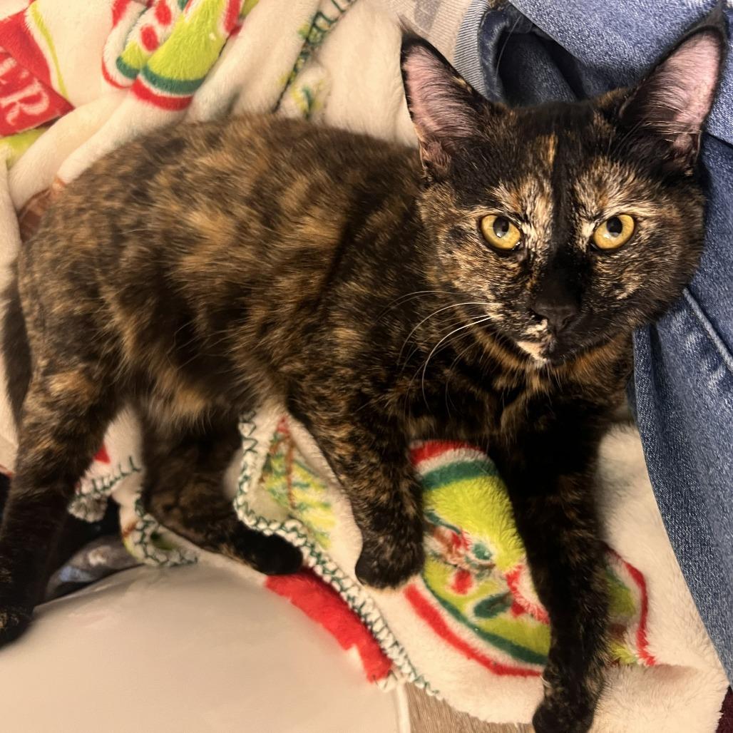 Enlarge Honeysuckle, a Adoptable Domestic Short Hair in Talent, OR image 3/4