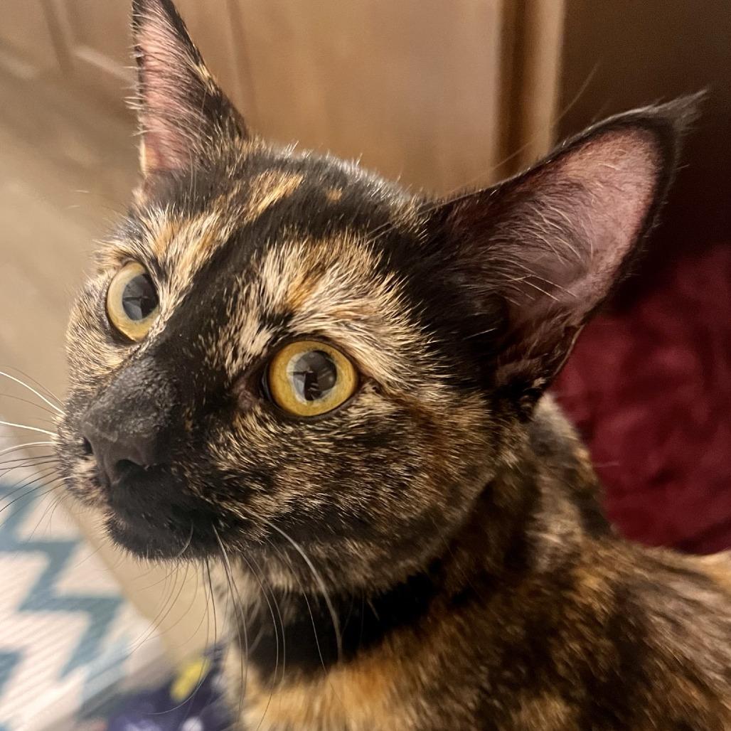 Enlarge Honeysuckle, a Adoptable Domestic Short Hair in Talent, OR image 4/4