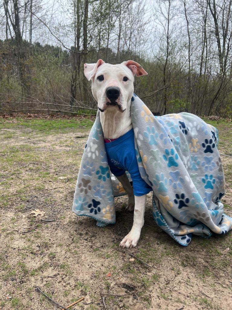 Enlarge Talisa, a Adoptable mixed breed in Detroit, MI image 1/6