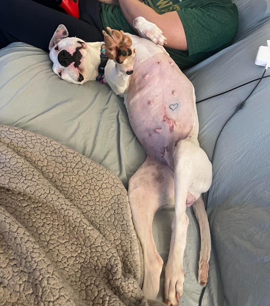 Enlarge Talisa, a Adoptable mixed breed in Detroit, MI image 2/6