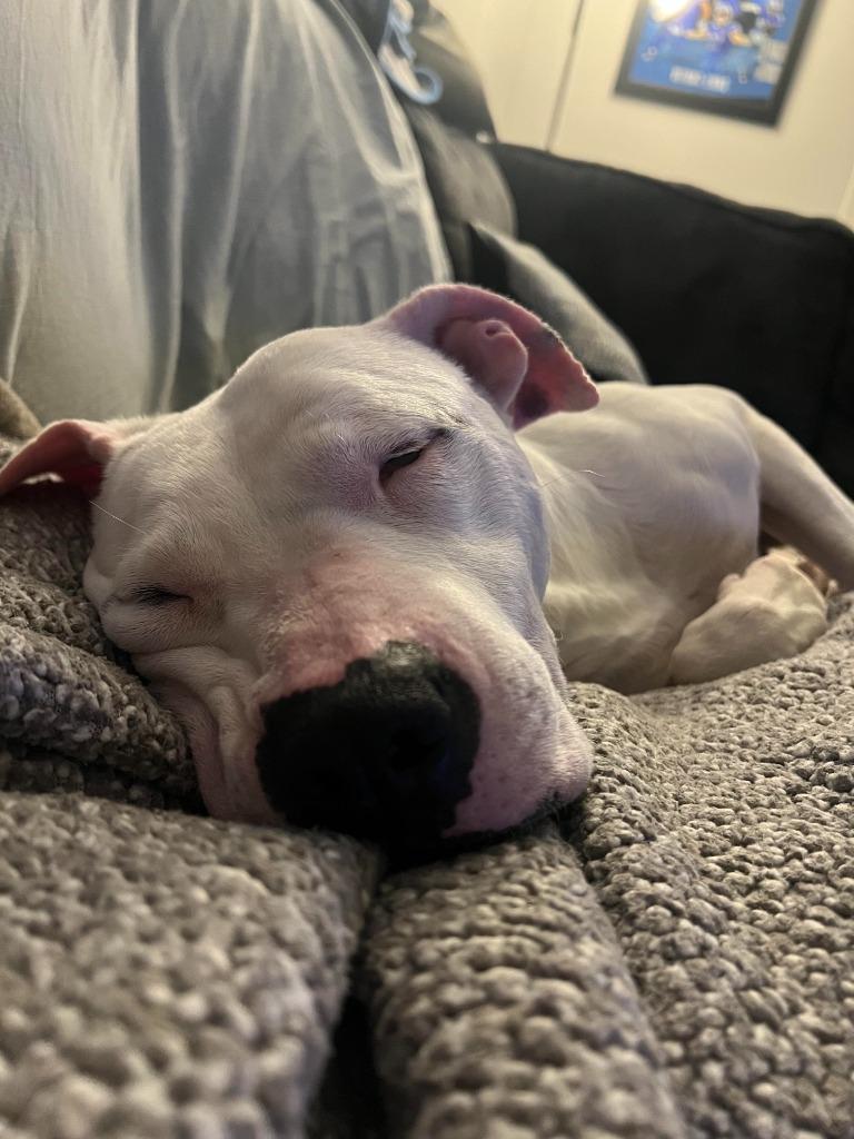 Enlarge Talisa, a Adoptable mixed breed in Detroit, MI image 3/6
