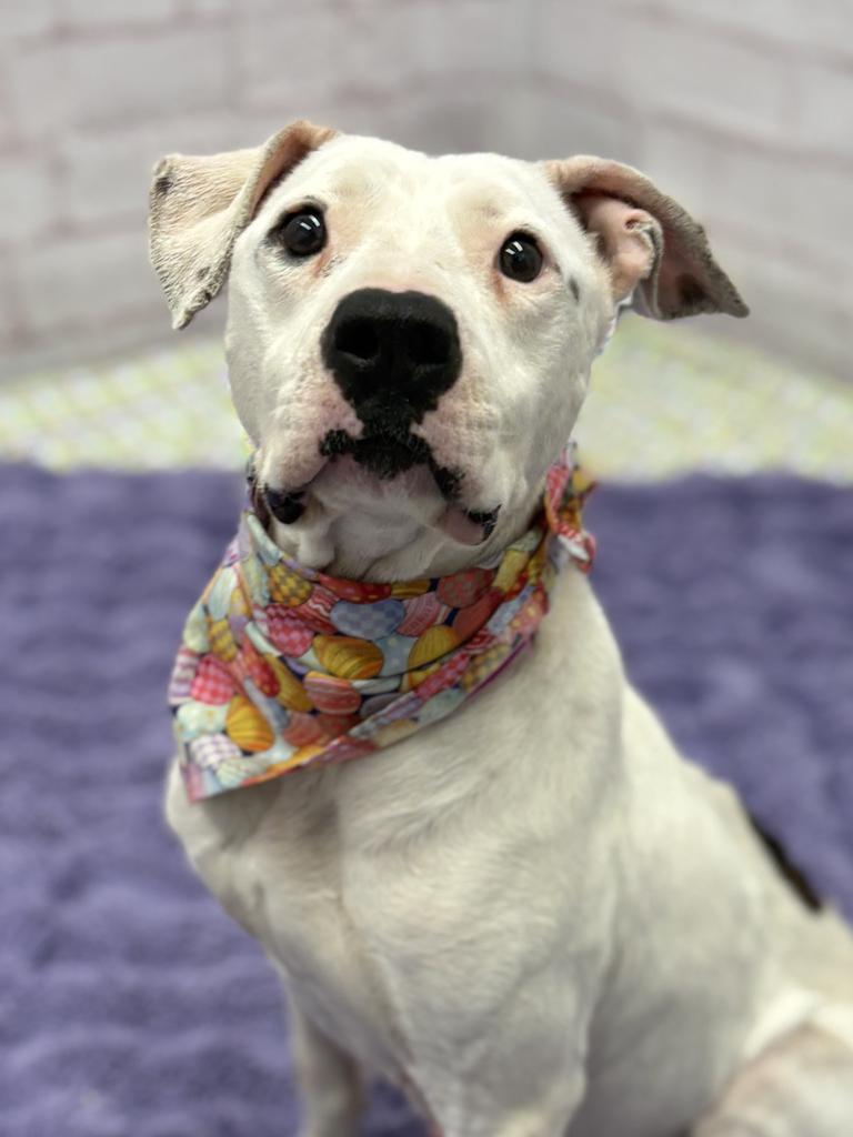 Enlarge Talisa, a Adoptable mixed breed in Detroit, MI image 4/6