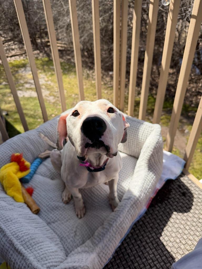 Enlarge Talisa, a Adoptable mixed breed in Detroit, MI image 5/6