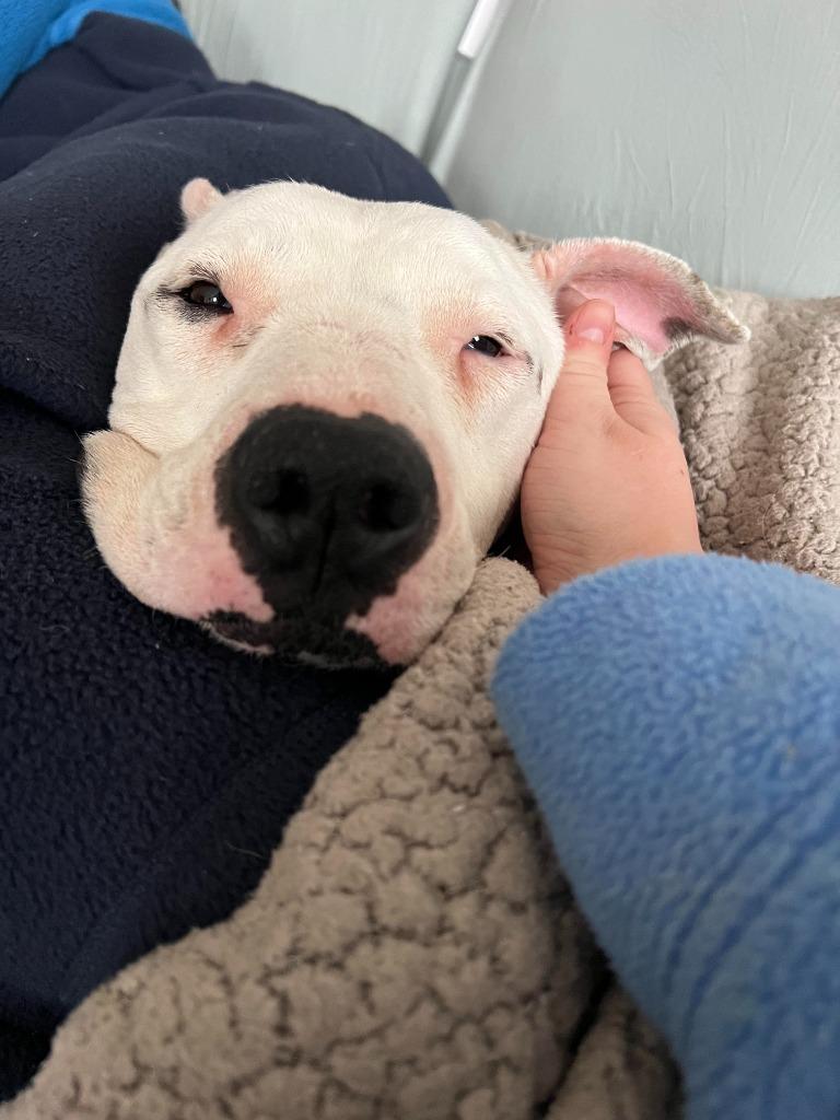 Enlarge Talisa, a Adoptable mixed breed in Detroit, MI image 6/6