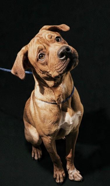 MILO, Adoptable, Young Male Rhodesian Ridgeback.