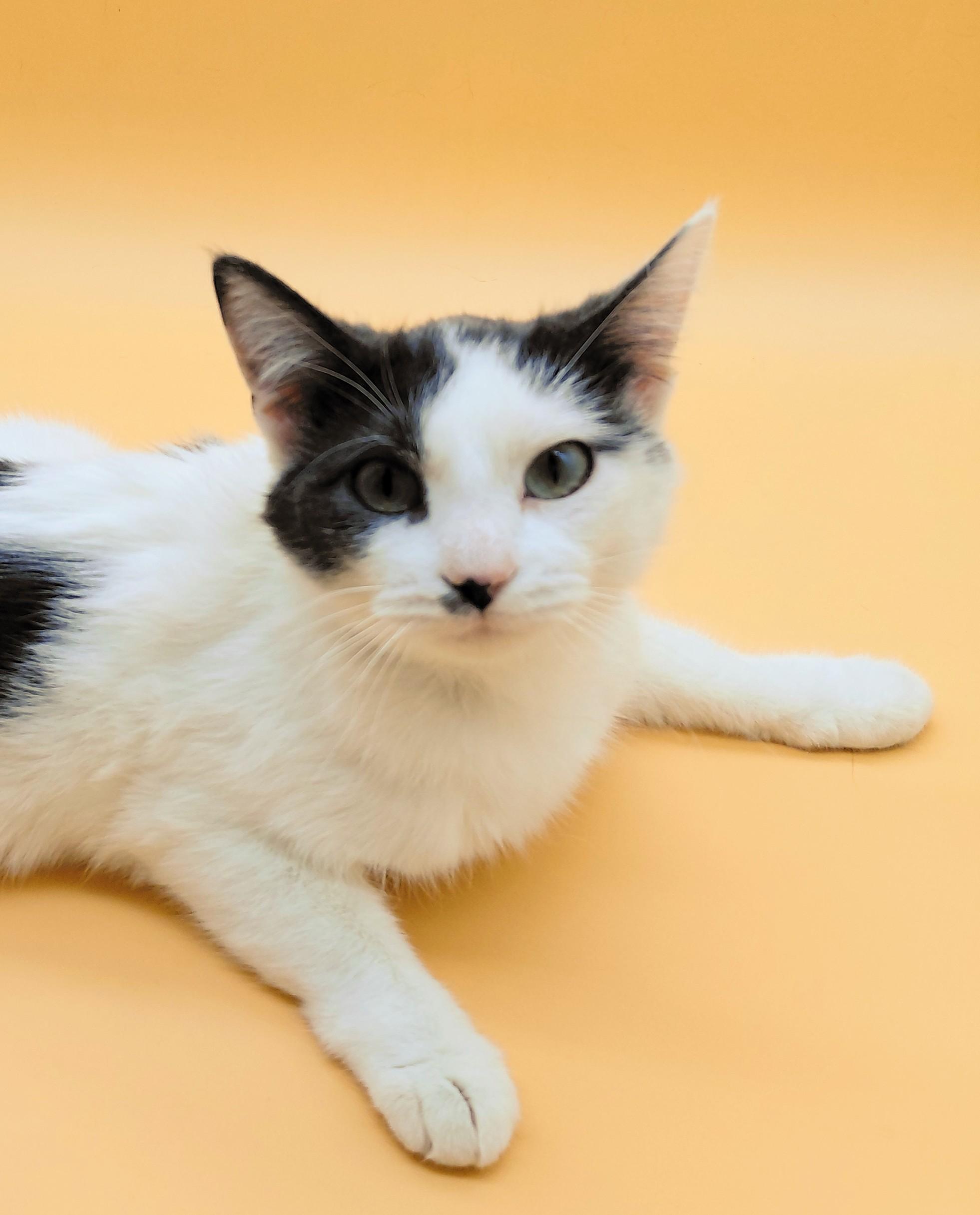 Sweetie — thumbnail 2