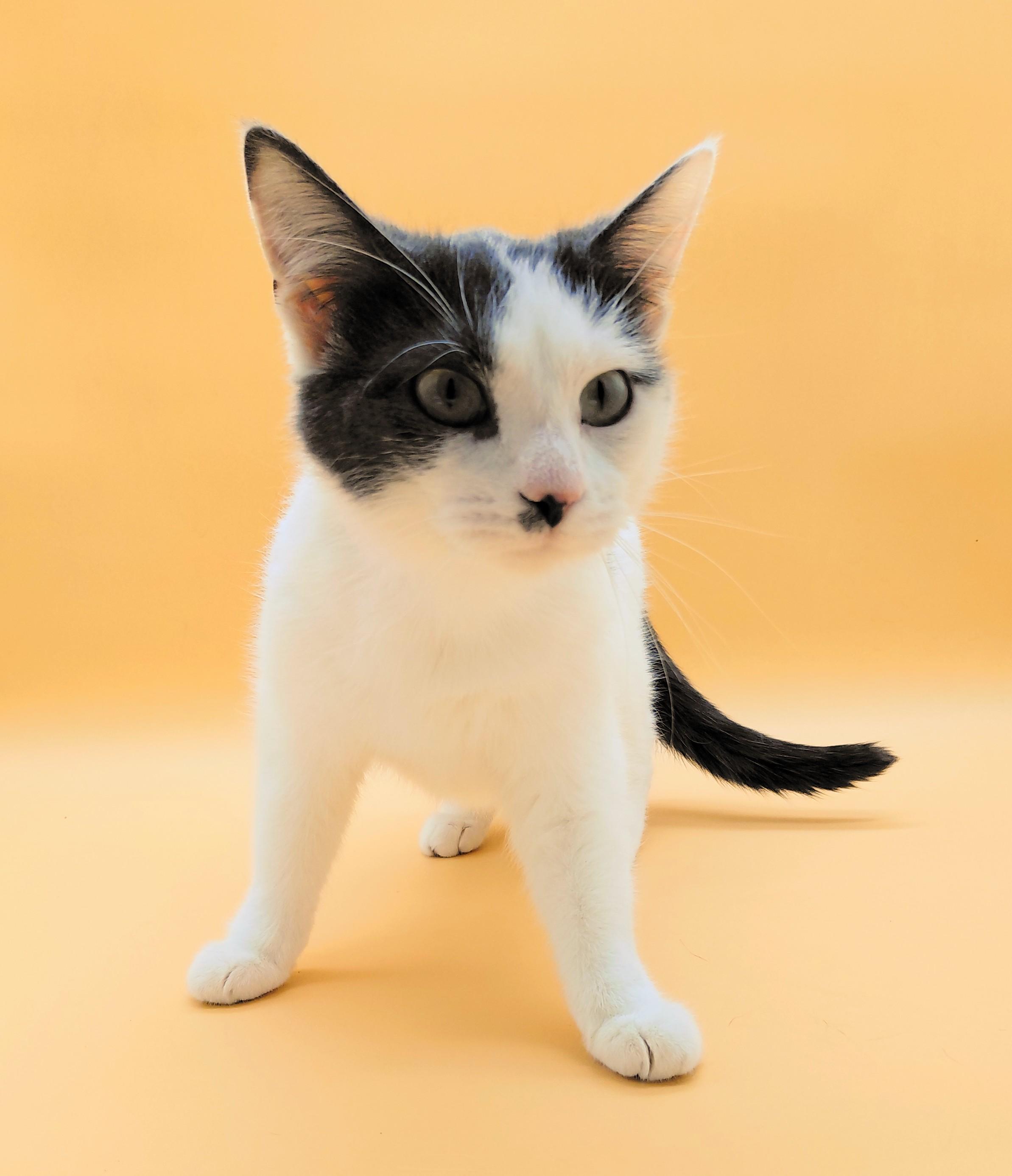 Sweetie — thumbnail 4