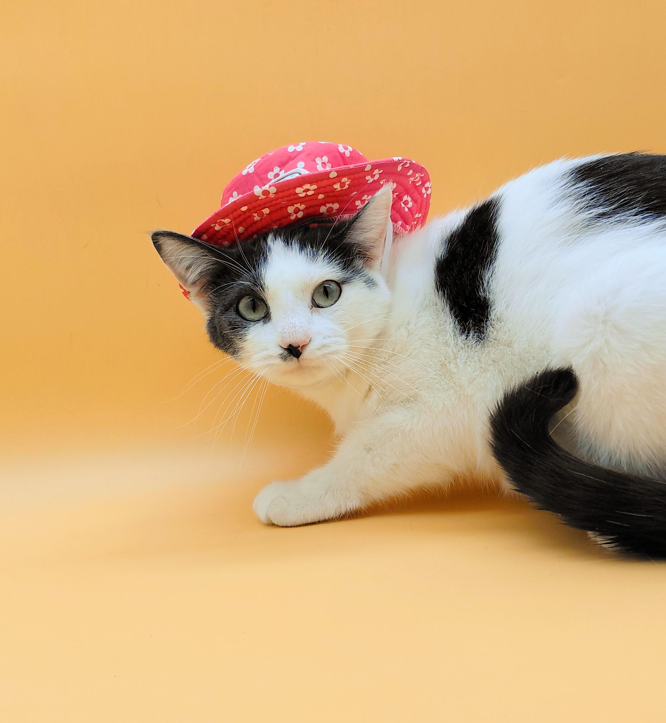 Sweetie — thumbnail 5