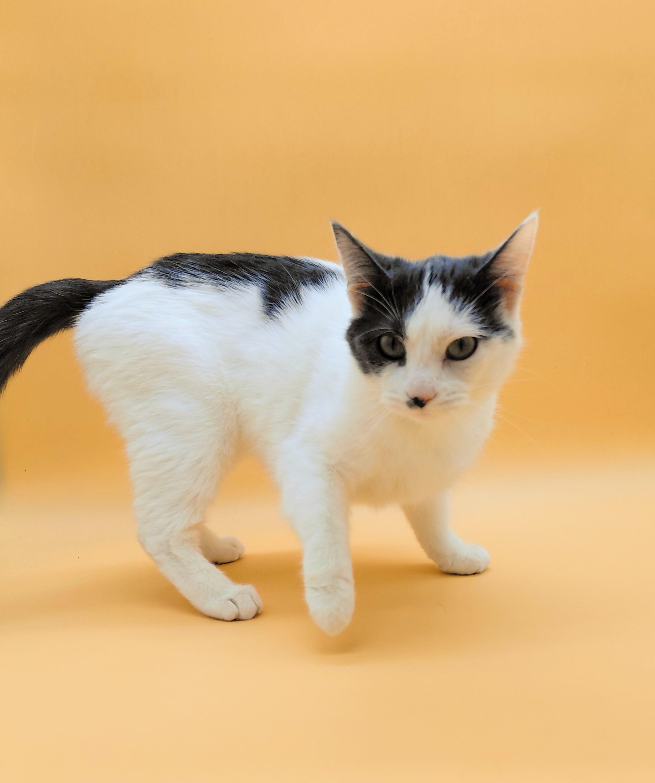 Sweetie — thumbnail 6