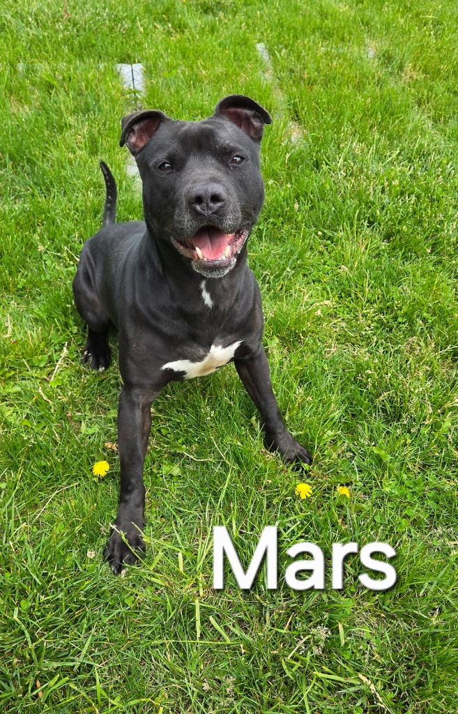 Mars Yrly 398, Adoptable, Adult Male Pit Bull Terrier.