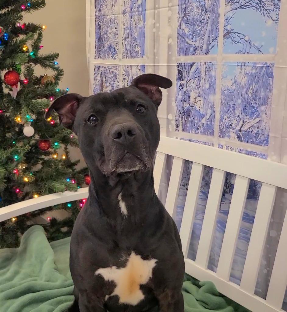 Enlarge Mars Yrly 398, a Adoptable Pit Bull Terrier in Sidney, OH image 2/5