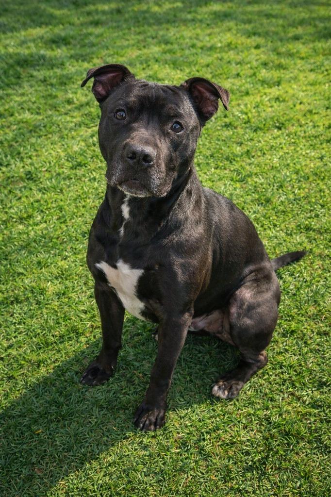 Enlarge Mars Yrly 398, a Adoptable Pit Bull Terrier in Sidney, OH image 4/6