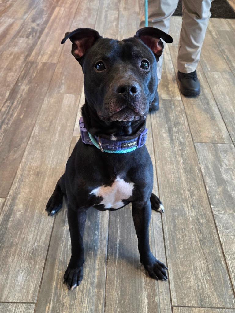 Enlarge Mars Yrly 398, a Adoptable Pit Bull Terrier in Sidney, OH image 2/4